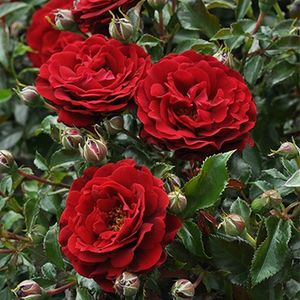 Jaskrawo czerwony  - róże rabatowe polianty